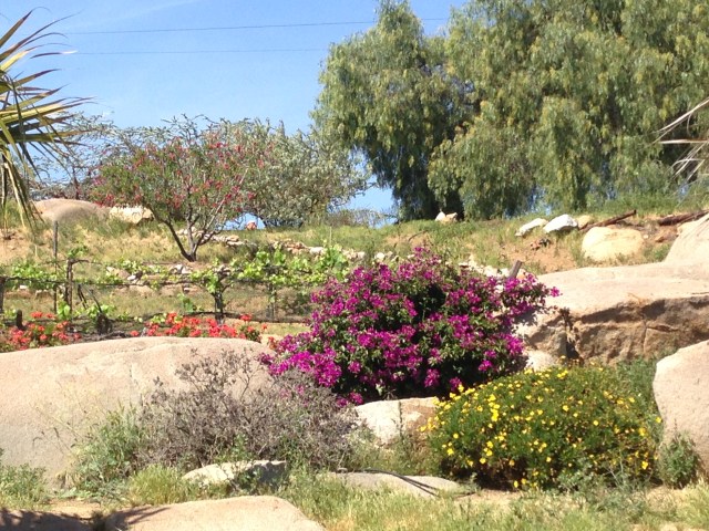 ". . . and your crop shall be ripe upon the hill . . ." --EGP